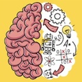 Brain Essay