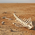 Extinction Essay