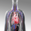 Cardiovascular System Essay