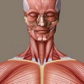 Muscle Essay