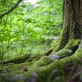 Natural Environment Essay