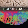 Neuroscience Essay