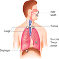 Respiratory System Essay