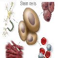 Stem Cell Essay