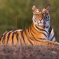 Tiger Essay
