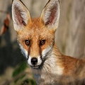 Wildlife Essay